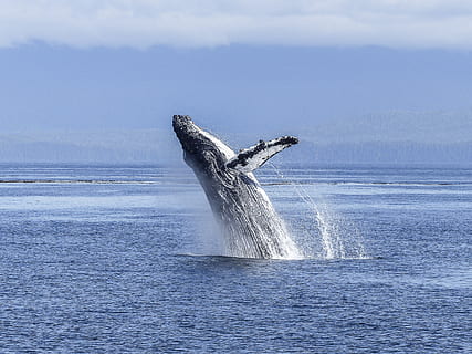Hervey Bay Whale Watching